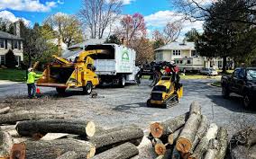 Reliable Fanning Springs, FL Tree Removal Solutions