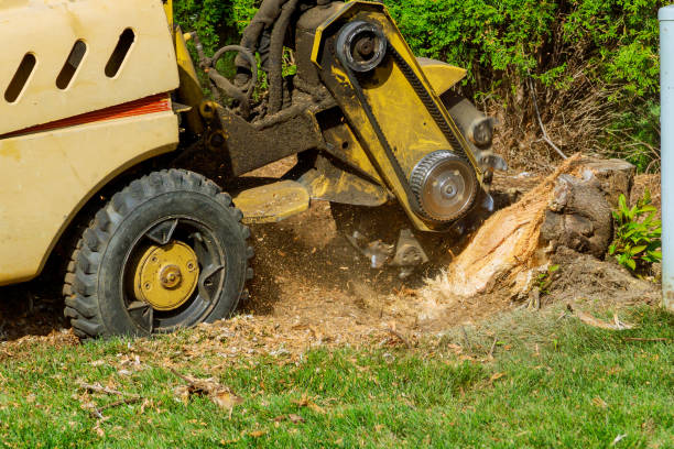 Best Palm Tree Trimming  in Fanning Springs, FL