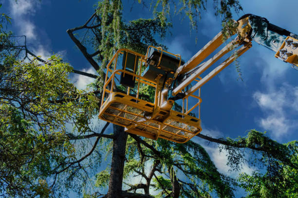 How Our Tree Care Process Works  in  Fanning Springs, FL