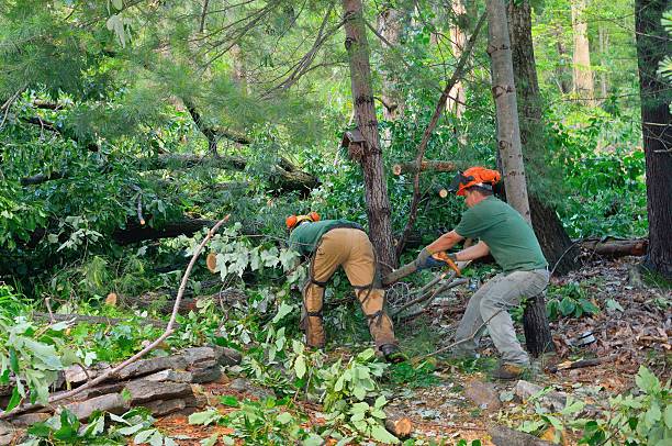 Best Landscape Design and Installation  in Fanning Springs, FL