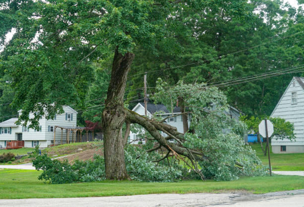 Best Root Management and Removal  in Fanning Springs, FL